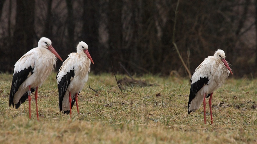 Avez-vous aperçu des cigognes près de chez vous ? 